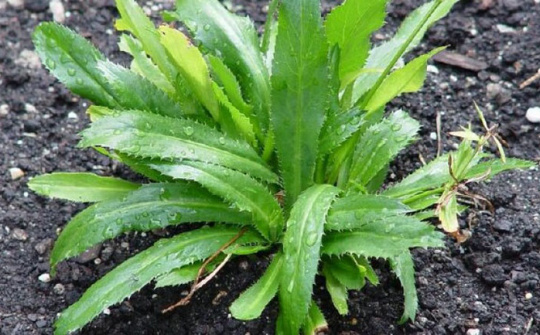 Khảo sát khả năng ức chế enzyme α-amylase, α-glucosidase và khử gốc tự do ở lá ngò gai (Eryngium foetidum L.)