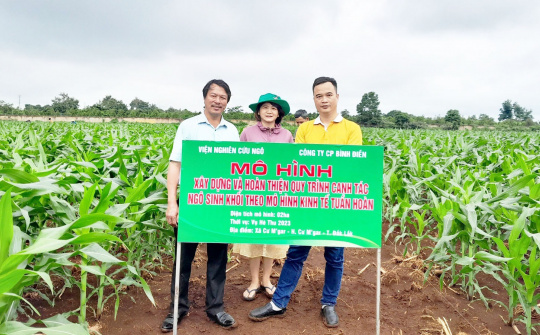 Phân bón Bình Điền phối hợp triển khai canh tác ngô sinh khối theo kinh tế tuần hoàn