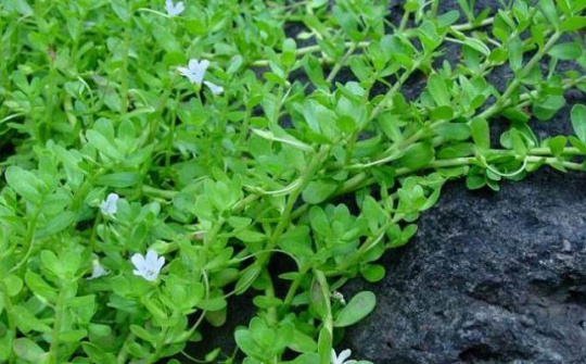 Khảo sát khả năng kháng khuẩn Vibrio Parahaemolyticus của cao chiết rau đắng đất (Glinus Oppositifolius) trồng tại tỉnh Trà Vinh