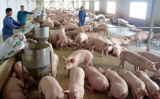 Giá heo hơi hôm nay 3/7: Giữ ổn định, dự báo giá khó vượt ngưỡng 65.000 đồng/kg