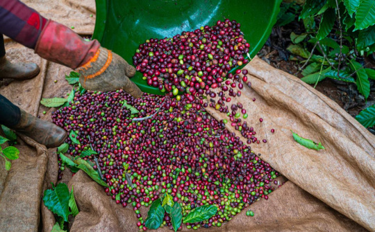 Giá cà phê hôm nay 3/7: Tăng trở lại, dự báo xuất khẩu cà phê Việt Nam trong quý 3 sẽ giảm