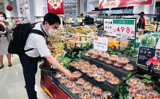 Mở rộng thị trường xuất khẩu vải thiều thông qua “cầu nối” Thương vụ