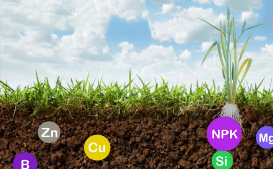 Kỹ thuật tối ưu sử dụng phân bón Văn Điển cho cây lúa mùa sớm