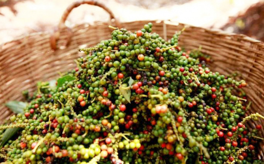 Giá tiêu hôm nay 4/7: Mất mốc 70.000 đồng/kg, mục tiêu xuất khẩu tỷ USD khó đạt được trong năm nay