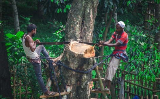 Luật cấm các loại nông sản liên quan đến phá rừng của EU có hiệu lực