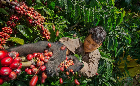 Giá cà phê hôm nay 4/7: Đồng loạt tăng, đối mặt khó khăn trong tuân thủ luật chống phá rừng của EU