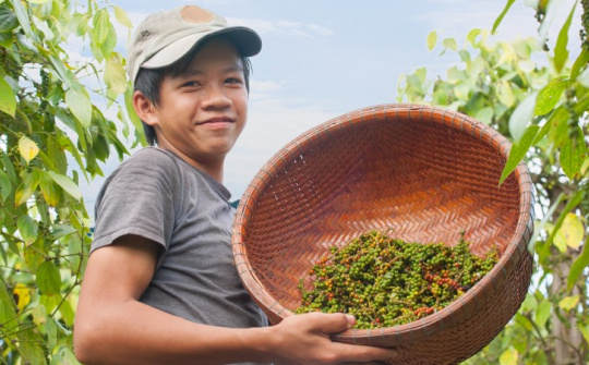 Giá tiêu hôm nay 6/7: Lấy lại mốc 70.000 đồng/kg, thị phần tiêu Việt Nam tại Trung Quốc tăng mạnh