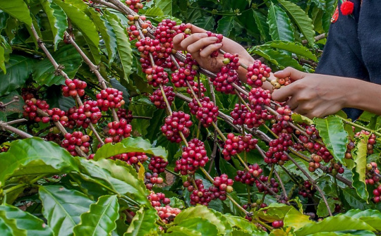 Giá cà phê hôm nay 7/7: Lên cao nhất 15 năm, cảnh báo giá cà phê Robusta có thể quay đầu giảm