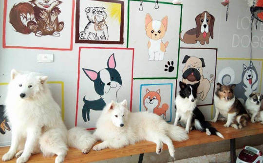 Quán cà phê chó nhưng không phải cà phê chó