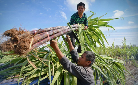 9 doanh nghiệp đường mía Thái Lan được giảm thuế chống bán phá giá khi xuất khẩu vào Việt Nam