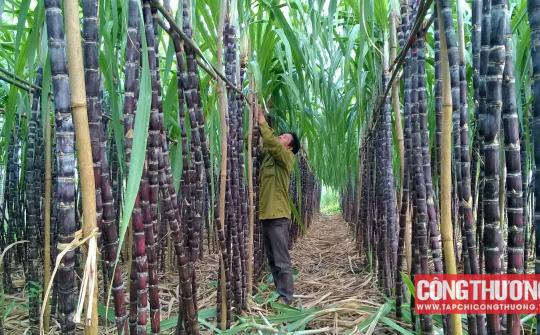 Giá đường trong nước có thể hạ nhiệt, cổ phiếu QNS chịu áp lực điều chỉnh