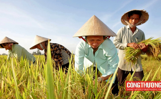 Giá gạo xuất khẩu “tăng từng ngày”, cổ phiếu gạo VSF tăng 250% chỉ trong 10 ngày