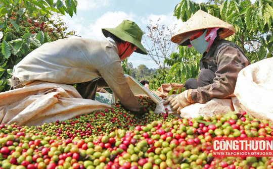 Giá cà phê hôm nay 11/8: Tiếp tục giảm, áp lực gia tăng nguồn cung Robusta từ Brazil