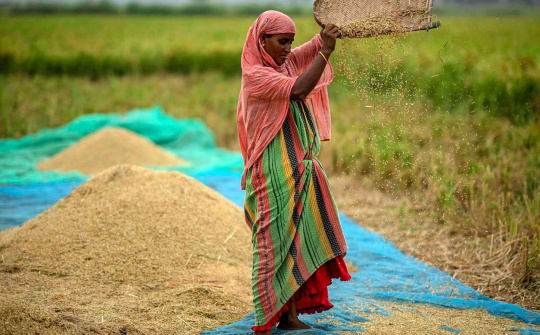 Ấn Độ có thể sớm bỏ lệnh cấm xuất khẩu gạo