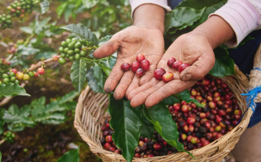 Giá cà phê hôm nay 12/8: Điều gì khiến giá trong nước và thế giới đồng loạt giảm 3 ngày liên tiếp?