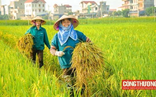 Giá gạo xuất khẩu Việt Nam tuần này tiếp tục tăng mạnh, có loại gạo đã vượt xa giá Thái Lan