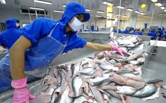 Thuỷ sản Vĩnh Hoàn (VHC): Thị trường nội địa bất ngờ trở thành trụ đỡ cho hoạt động kinh doanh