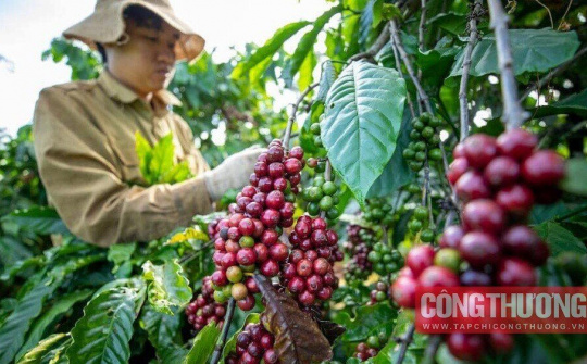 Giá cà phê hôm nay 15/8: Giảm ngày thứ 5 liên tiếp, xuất khẩu cà phê Việt Nam sang EU tăng mạnh