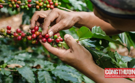 Giá cà phê hôm nay 16/8: Thiếu hụt nguồn cung Robusta có thể kéo dài đến năm 2025