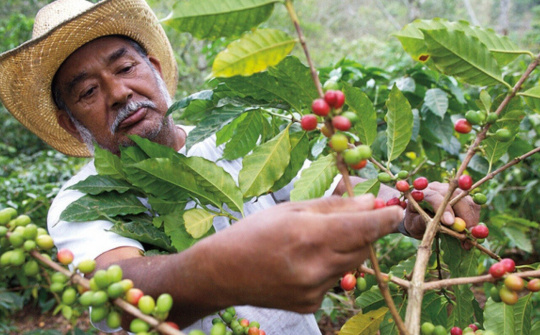 Giá cà phê hôm nay 17/8: Tiếp tục giảm khi Brazil tăng nguồn cung ra thị trường