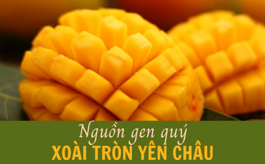 Nguồn gen quý xoài tròn Yên Châu