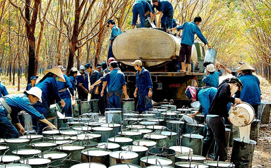 Xuất khẩu cao su tháng 7 đạt mức cao nhất từ đầu năm