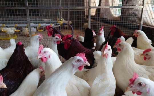 Hòa Phát cung cấp giống gà đẻ trứng hồng mang lại giá trị kinh tế cao