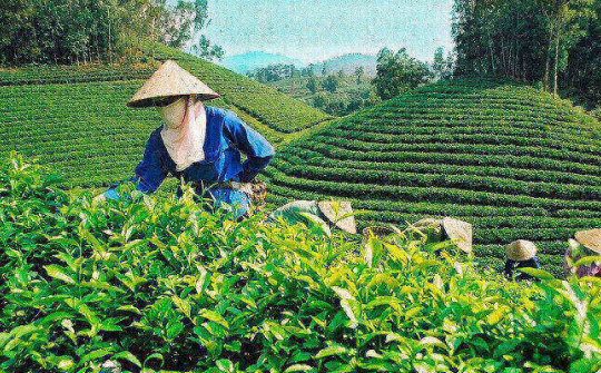 Phân bón Văn Điển giúp “xanh hơn” vùng chè hữu cơ Lâm Đồng