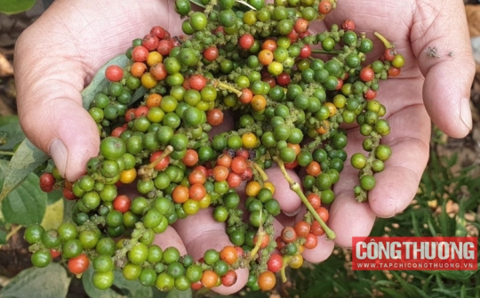 Giá tiêu hôm nay 02/8: Tiếp tục tăng nhẹ, dự báo giá tiêu đi ngang trong quý 3/2023