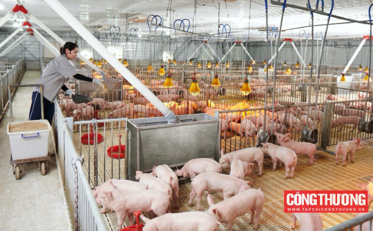 Giá heo hơi hôm nay 2/8: Tiếp tục giảm, Thủ tướng chỉ đạo xử lý nghiêm tình trạng heo nhập lậu