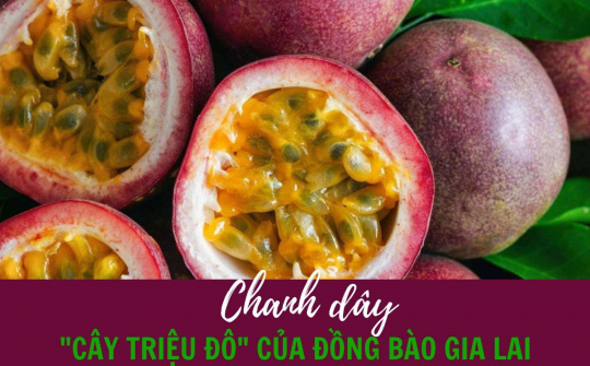 Chanh dây - “Cây triệu đô” của đồng bào Gia Lai