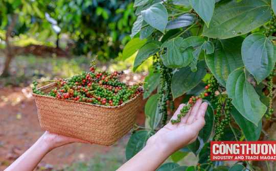 Giá tiêu hôm nay 21/8: Kim ngạch xuất khẩu tiêu từ đầu năm đến nay giảm gần 15%