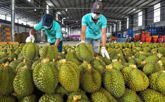 Hoàng Anh Gia Lai (HAG): Chuối, Sầu riêng, Heo sẽ giúp đem về 2.000 tỷ lợi nhuận mỗi năm?