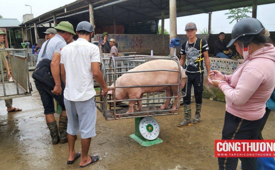 Giá heo hơi hôm nay 21/8: Giảm tới 3.000 đồng/kg trong tuần qua
