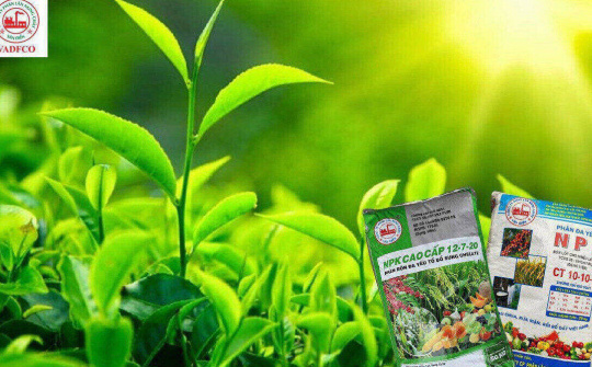 Phân bón Văn Điển: Đưa công thức phân bón phù hợp với từng loại cây trồng