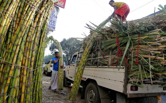 Giá đường nội địa tăng vọt, Ấn Độ sẽ cấm xuất khẩu đường trong niên vụ 2023/2024