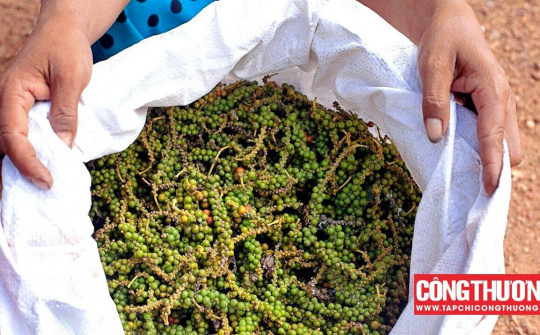 Giá tiêu hôm nay 24/8: Nhu cầu nhập khẩu từ Ấn Độ tăng mạnh, chênh lệch giá ở mức cao