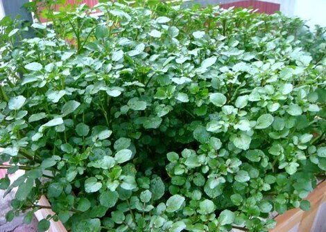 Loại rau được mệnh danh là chống ung thư tốt nhất thế giới