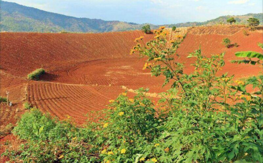 Đặc điểm của đất nâu đỏ bazan dưới 2 loại rừng trồng khác nhau tại rừng phòng hộ Bắc Biển Hồ, tỉnh Gia Lai