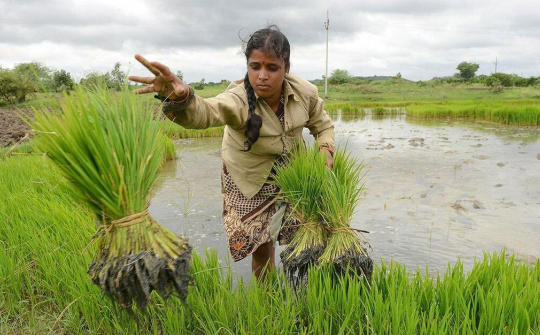 Ấn Độ vừa áp thuế 20% đối với gạo đồ xuất khẩu, siết chặt nguồn cung gạo ra thị trường