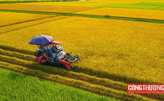 Gạo xuất khẩu: Giá cao, doanh nghiệp vẫn lo lợi nhuận giảm