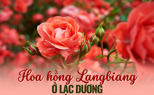 Hoa hồng Langbiang ở Lạc Dương