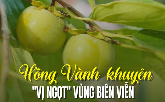 Hồng Vành khuyên - “Vị ngọt” vùng biên viễn