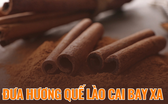 Đưa hương quế Lào Cai bay xa