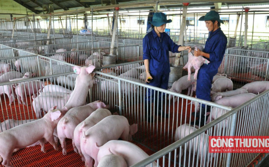 Giá heo hơi hôm nay 03/8: Tăng trở lại tại một số nơi, dự báo giá về quanh mức 70.000 đồng