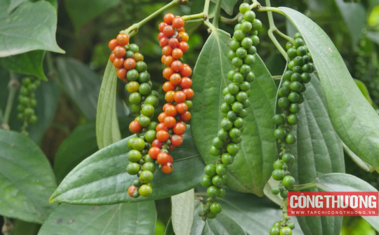 Giá tiêu hôm nay 03/8: Tiếp tục xu hướng tăng, đã có địa phương tiệm cận mốc 73.000 đồng