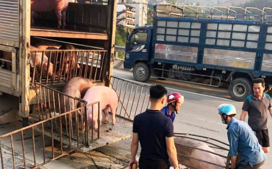 Xử lý nghiêm các trường hợp buôn bán, vận chuyển trái phép lợn qua biên giới vào Việt Nam