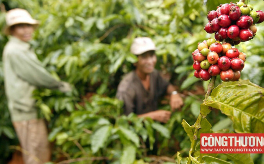 Giá cà phê hôm nay 31/8: Tăng ngày thứ 8 liên tiếp, dự báo nhu cầu cà phê năm sau sẽ giảm xuống