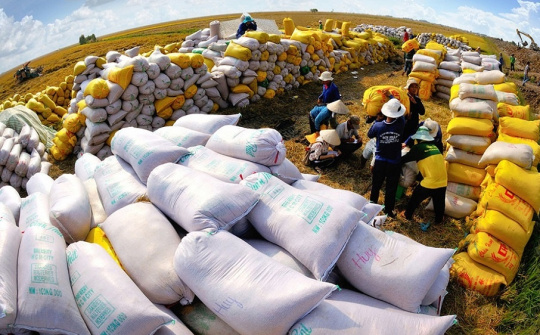 Bộ Công Thương yêu cầu các thương nhân xuất khẩu gạo báo cáo khẩn