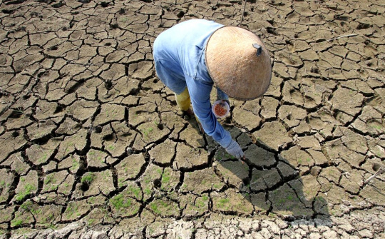 Thái Lan: Khó đáp ứng đủ nhu cầu xuất khẩu gạo khi nguồn cung dự kiến giảm